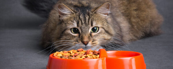 croquettes pour les chaton